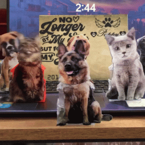 Custom Memorial Standing Frame, Memorial Pet, Pet Loss Gift, Pet Shaking Head, Dog Bereavement